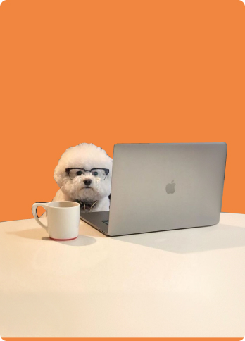 Pet Care